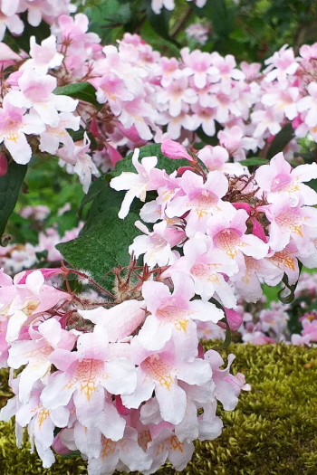 Кольквіція чарівна Пінк Клоуд | Kolkwitzia amabilis Pink Cloud | Кольквиция прелестная Пинк Клоуд